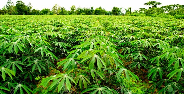 A cassava plantation in Ondo State
