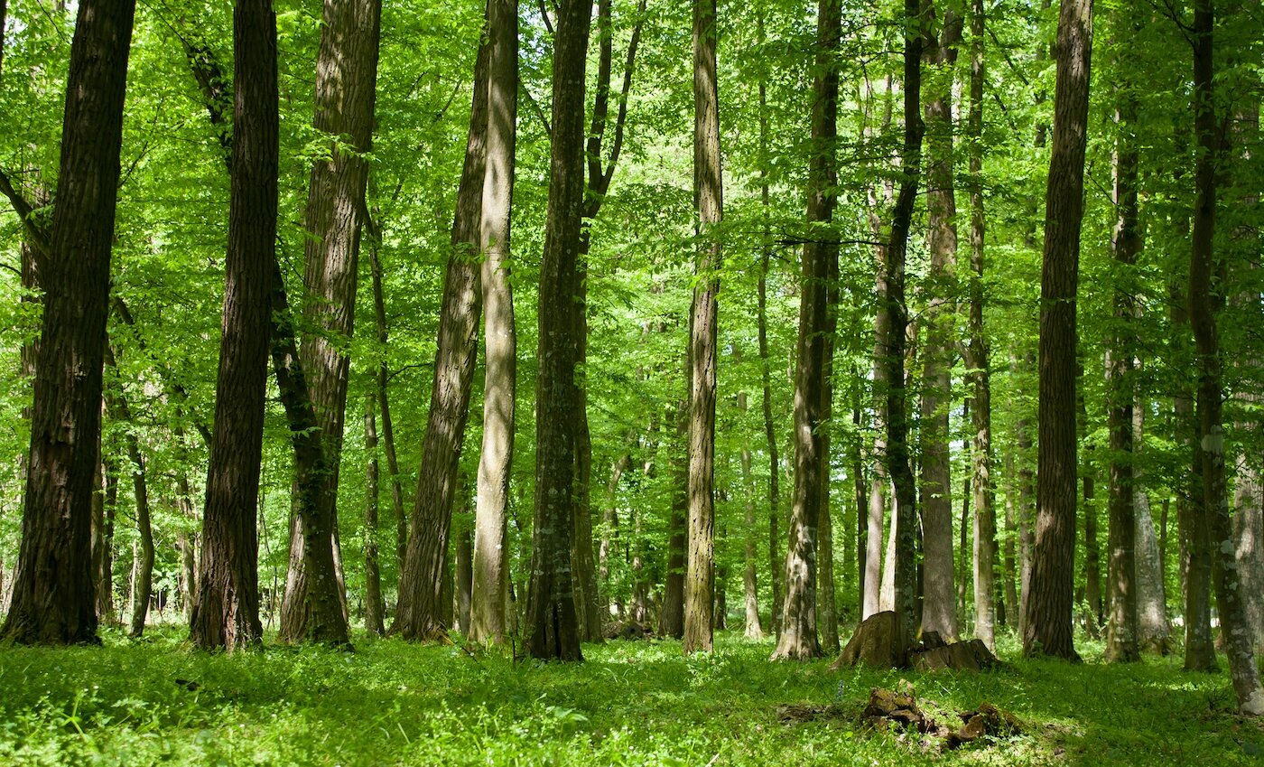 Trees