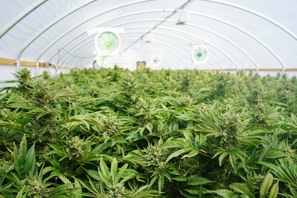 cannabis plantation [PHOTO CREDIT: Pharm Out]