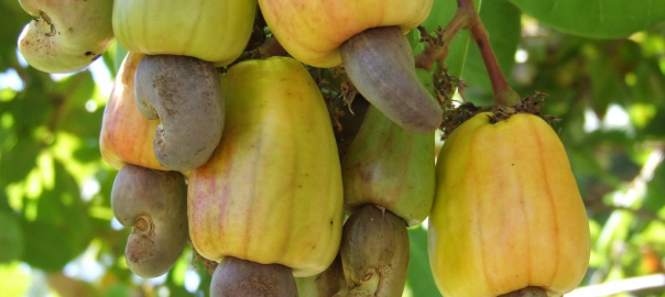 Cashew used to illustrate the story. [Photo credit: Imgur]